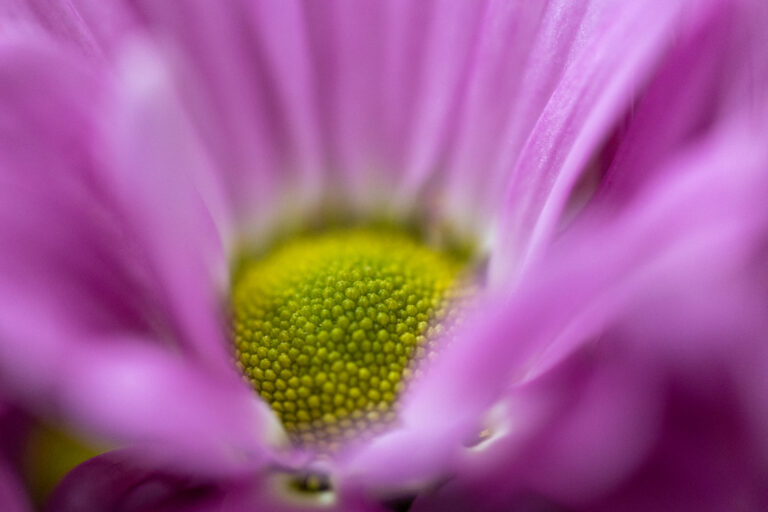 Beautiful Flower Details