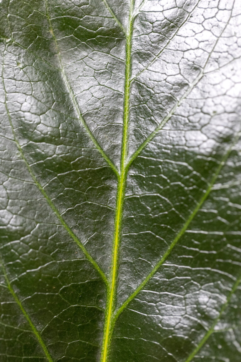 Shiny Leaf Texture