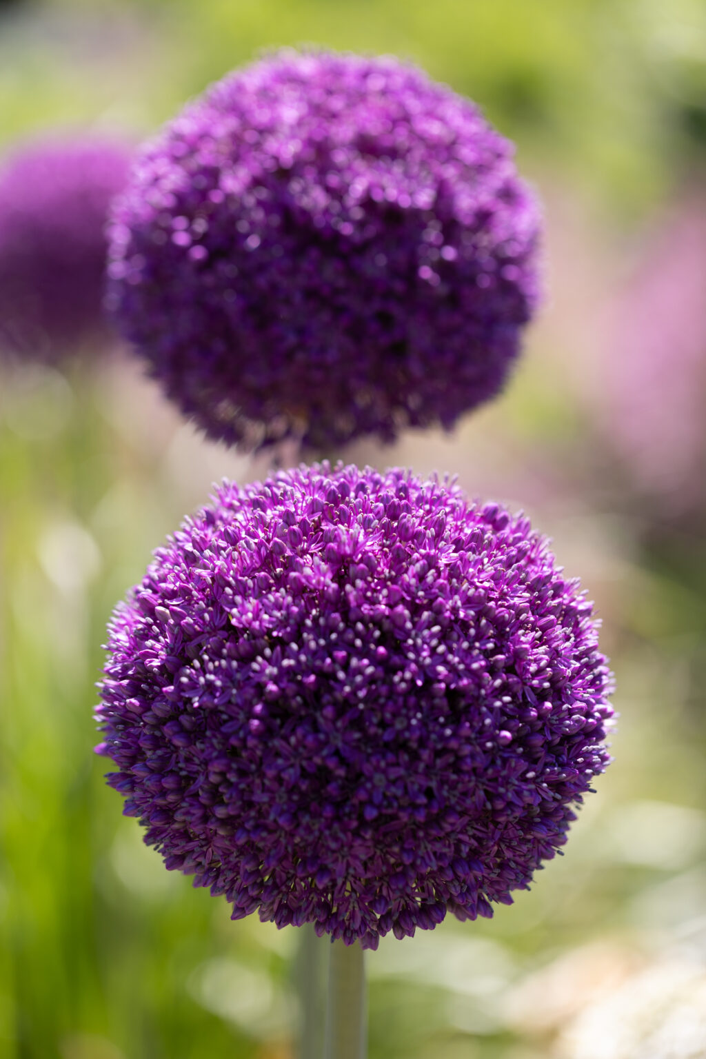 Beautiful Round Flowers