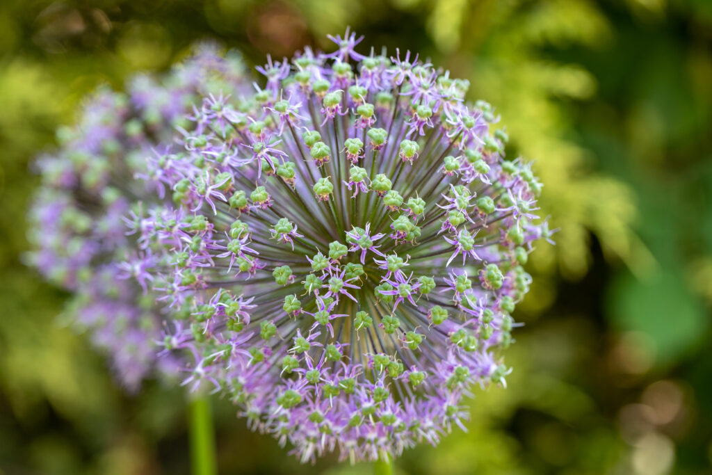 Summer Flowers in Bloom