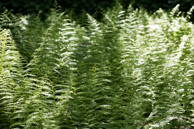 Sunlit Ferns