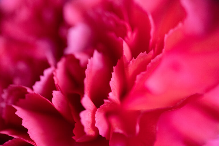 Pink Flower Texture