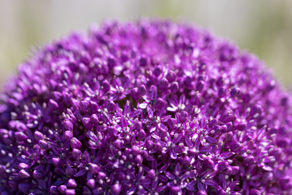 Giant Flower