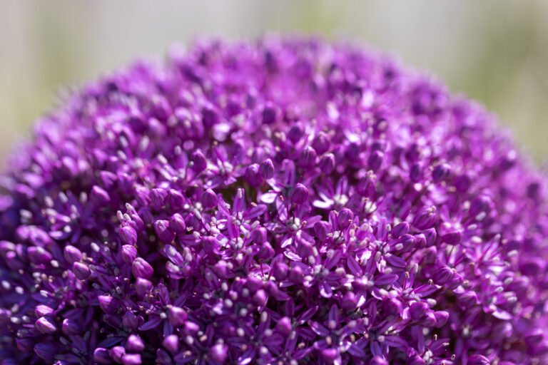 Giant Flower