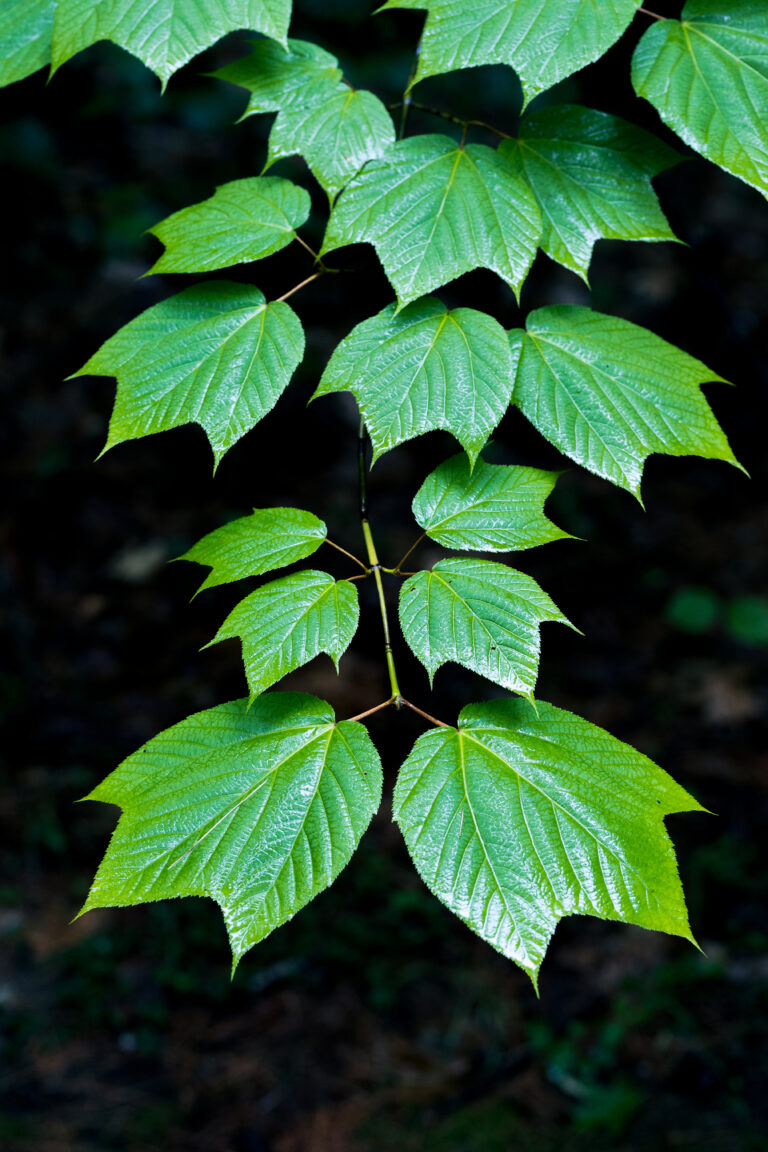 Isolated Leaves in the Rain