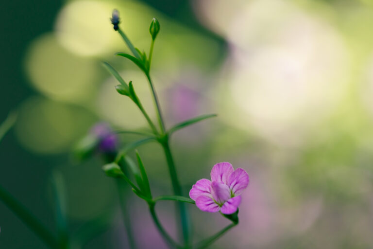 Purple and Pink Flower