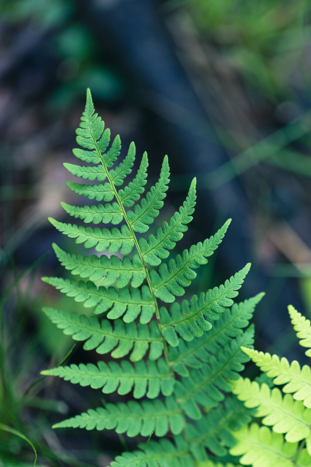 Ferns