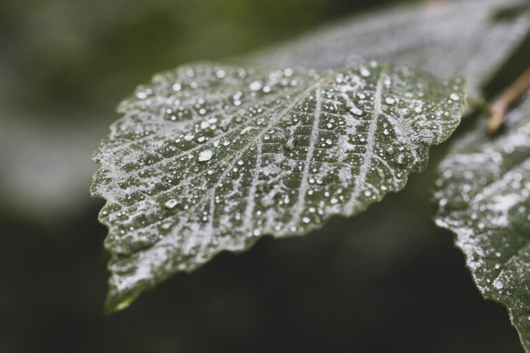 Rainy Leaves