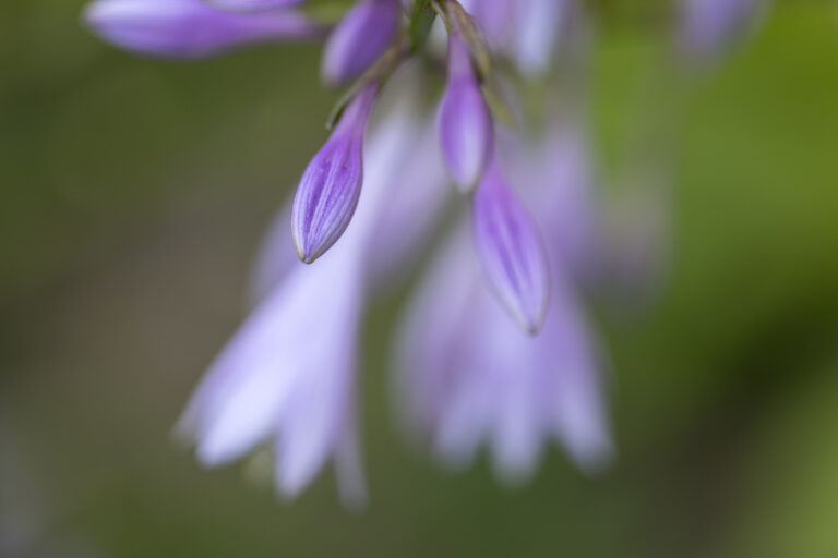 Simple Garden