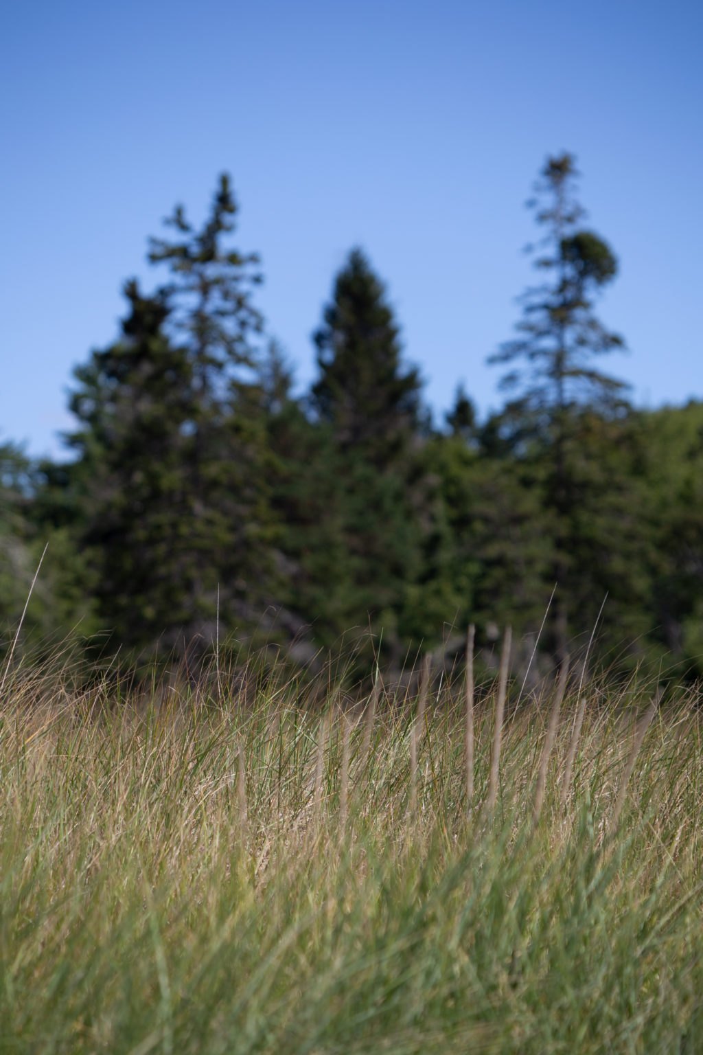 Grassy Field on the Edge of the Forest