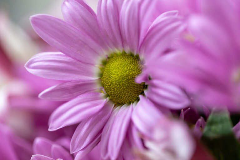 Beautiful Flowers in Bloom