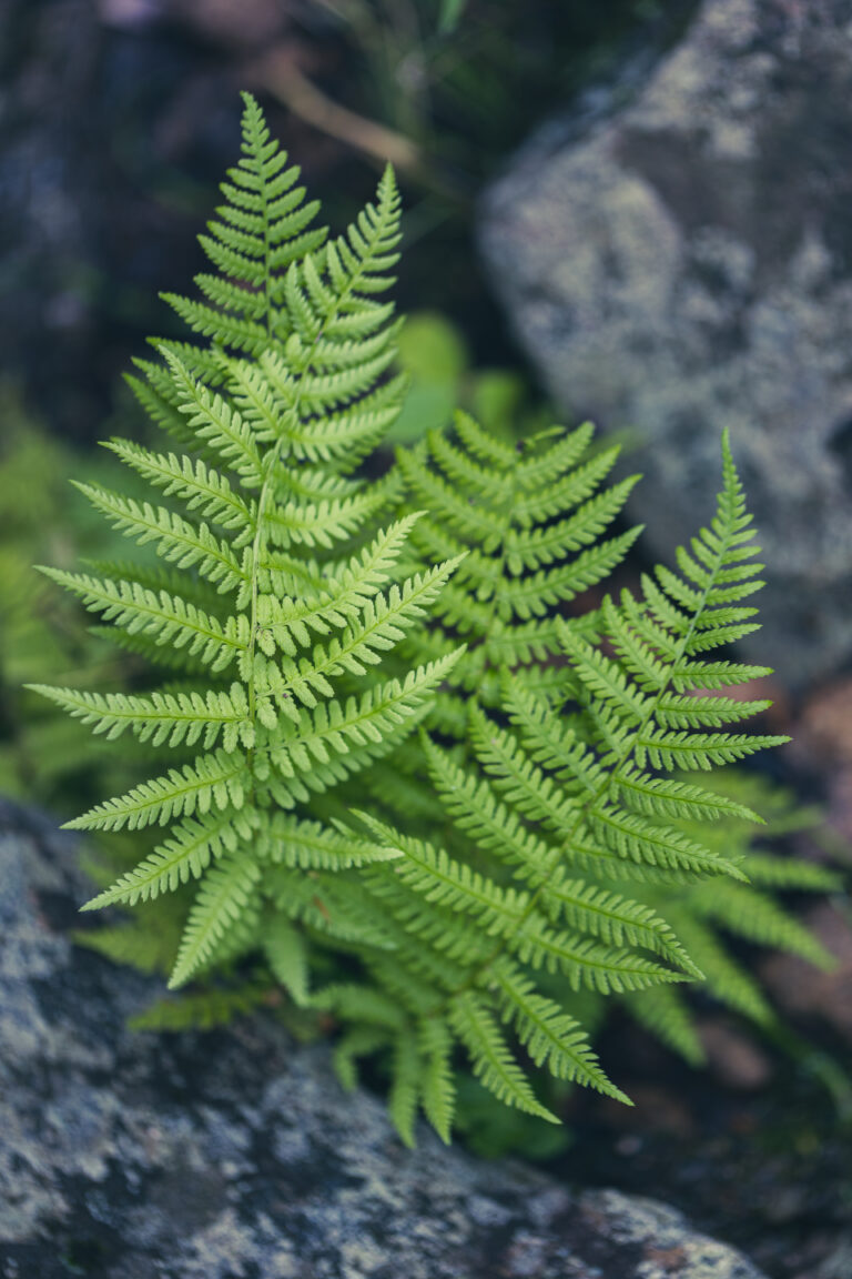 Ferns and Rocks