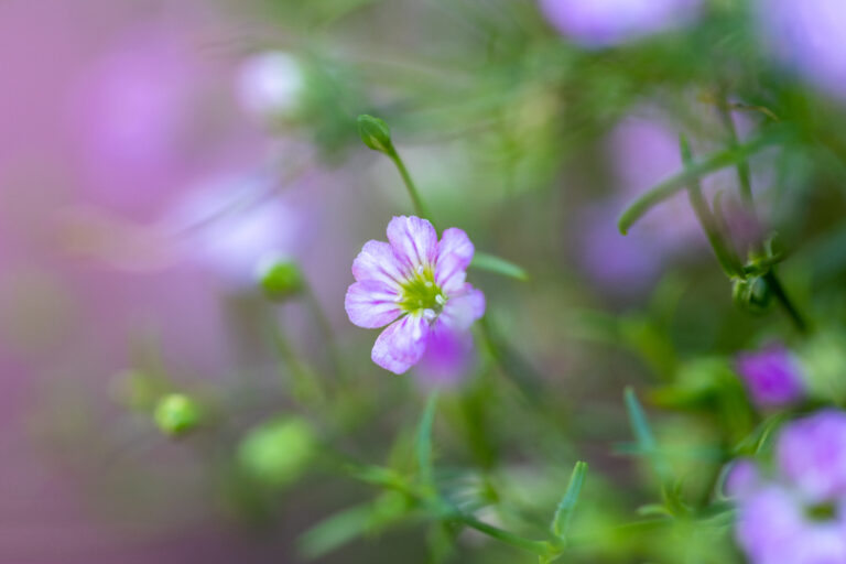 Pretty Blurry Flowers