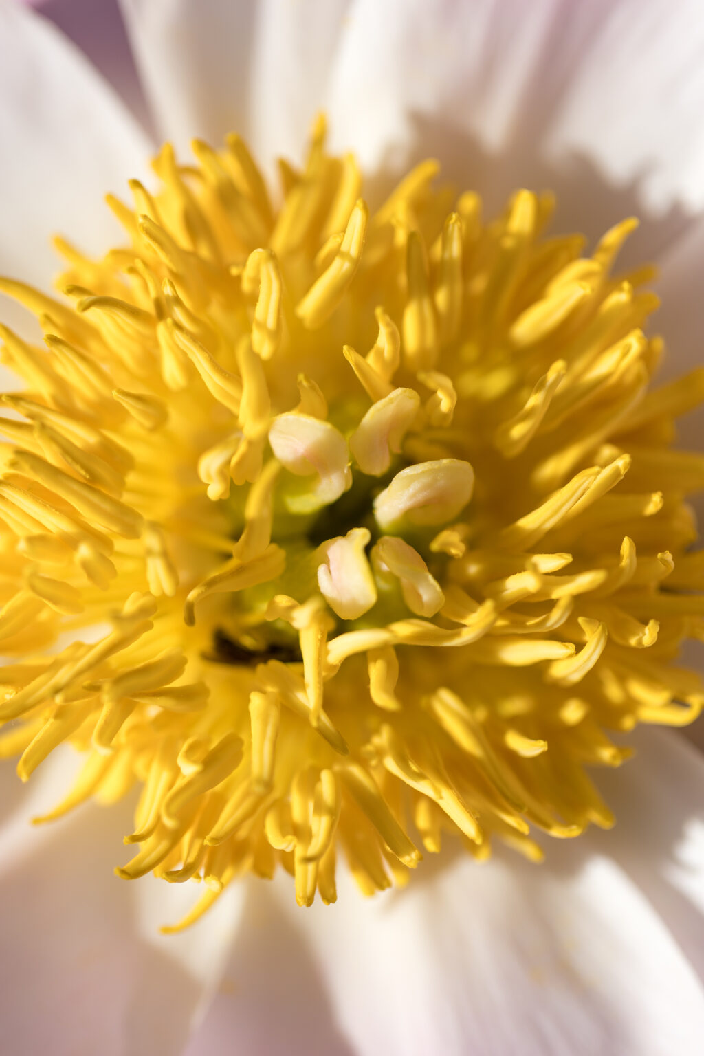 Yellow and White Flower