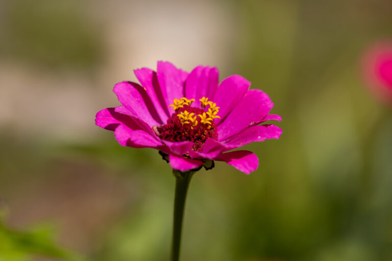 Single Pink Flower