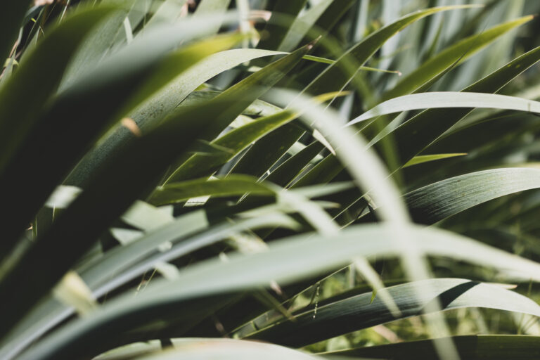 Muted Plant Background