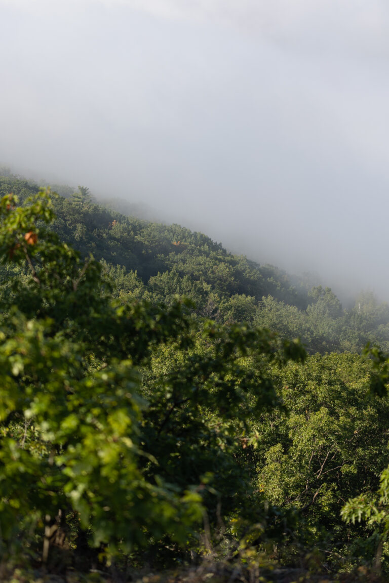 Fog Covering the Forest