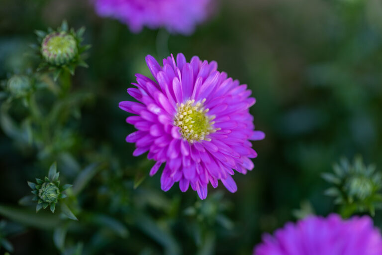 Fall Flowers Blooming