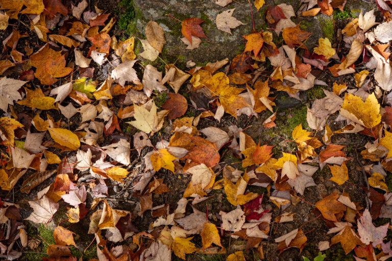 Autumn Leaves in Sunlight