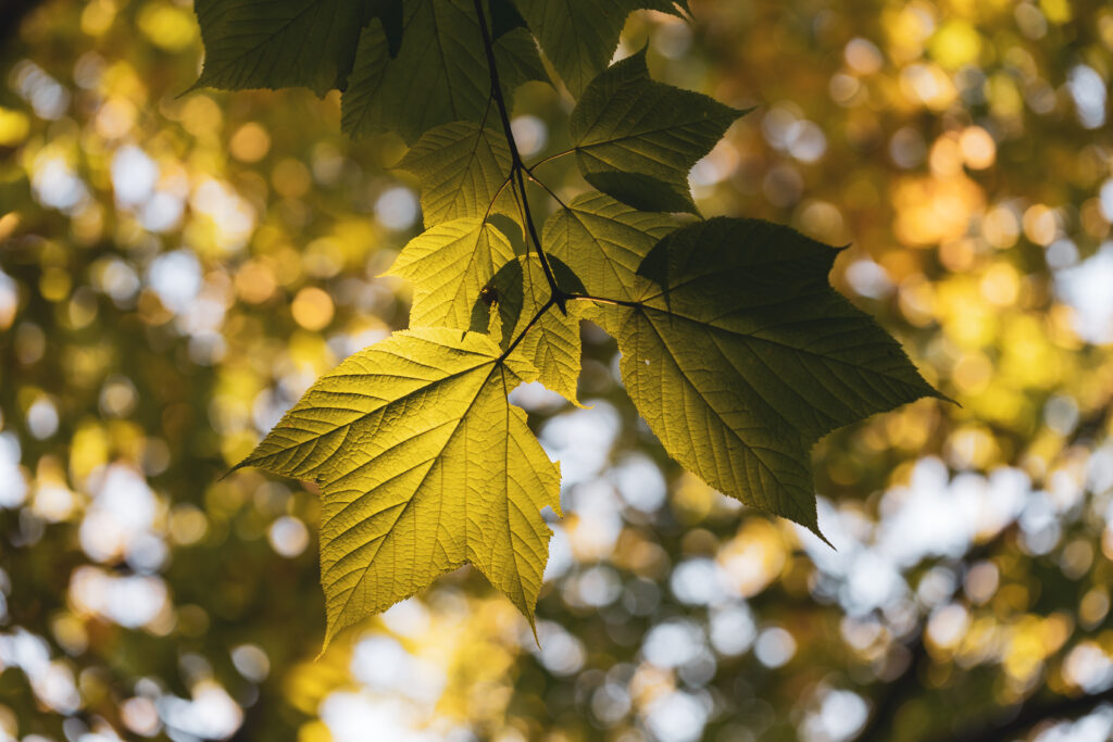 Vibrant Forest Leaves