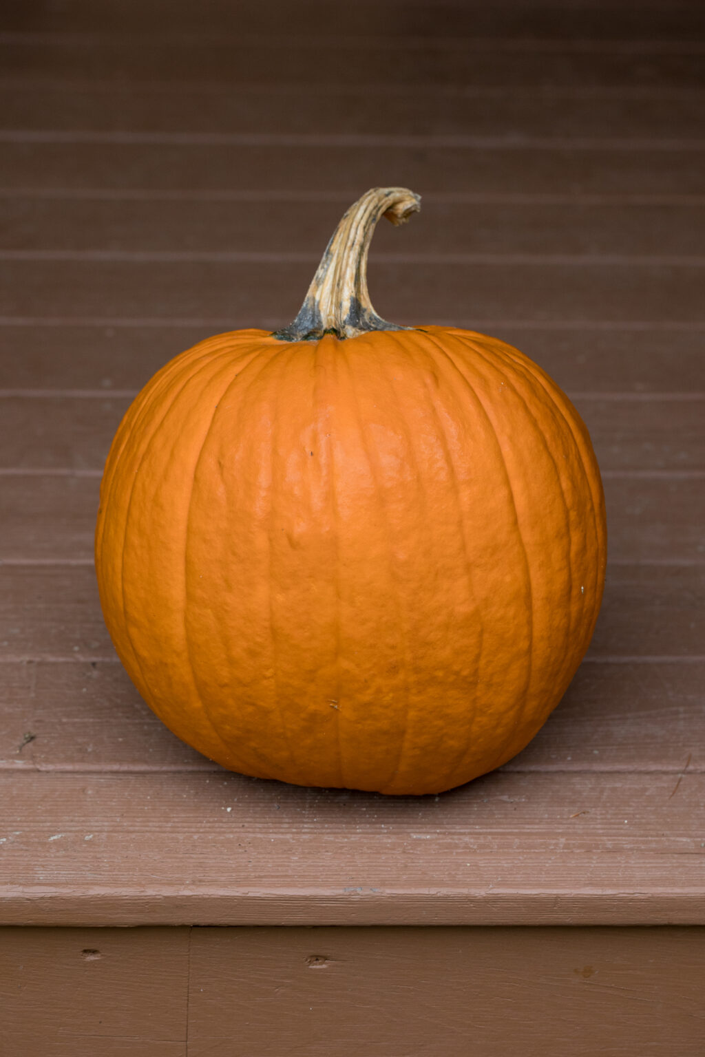 Autumn Pumpkin Harvest