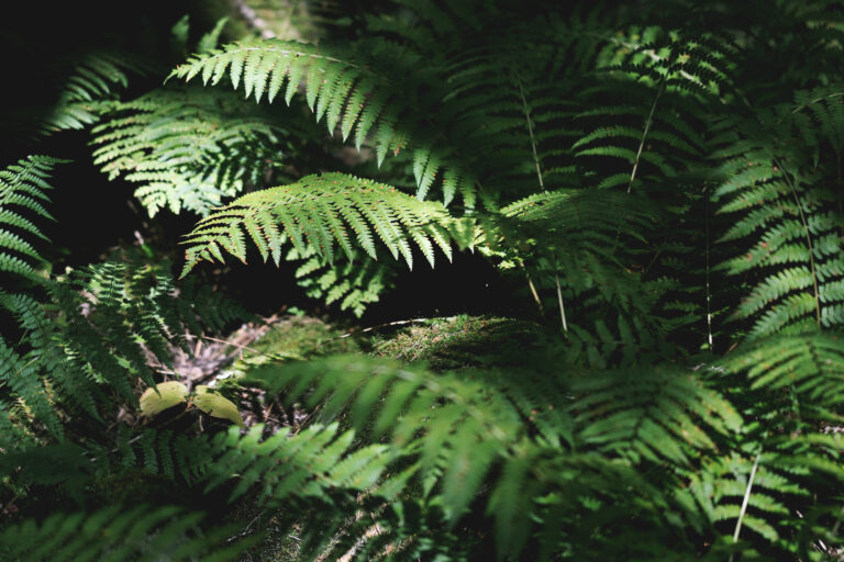 Ferns in Sunlight