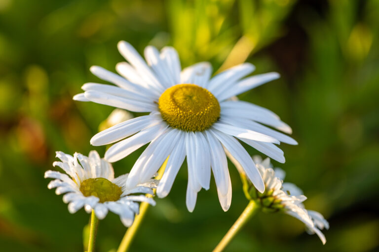 White Daisies