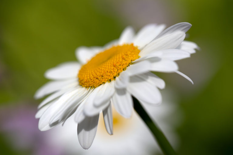 Daisy Macro