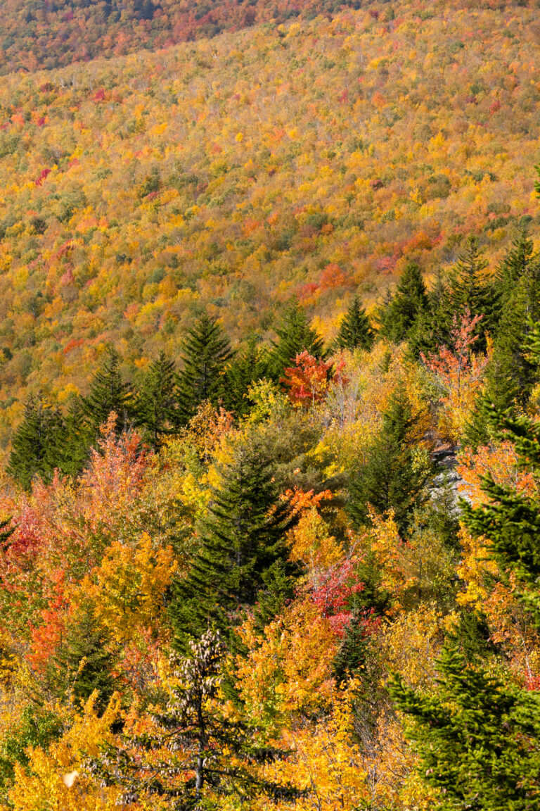 Autumn Landscape