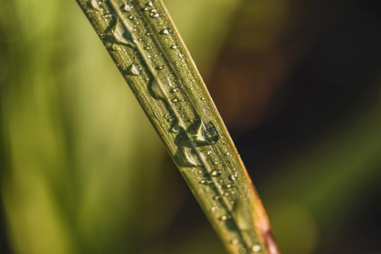 Morning Dew Drops