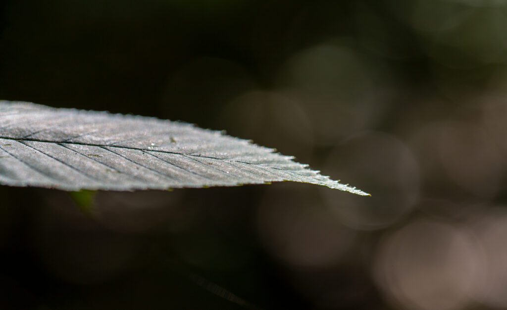 Isolated Leaf Macro