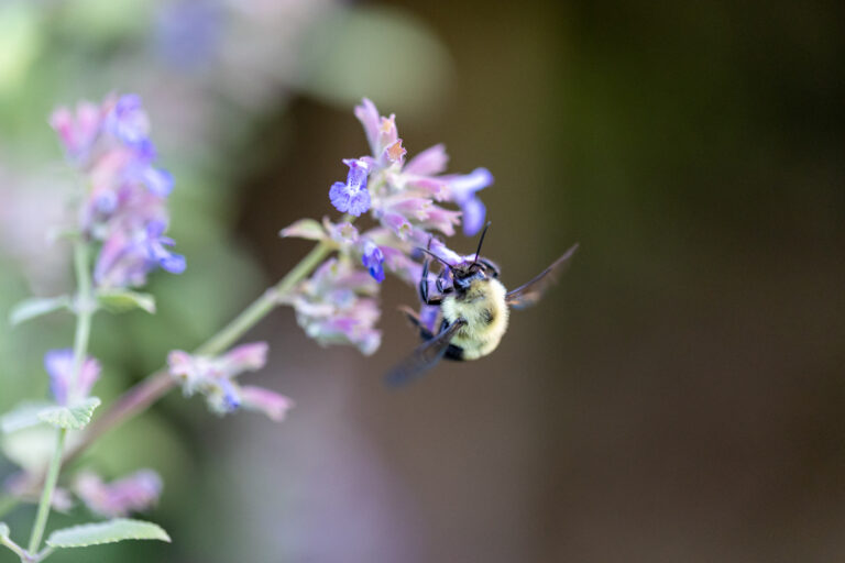 Bee Collecting Nectar