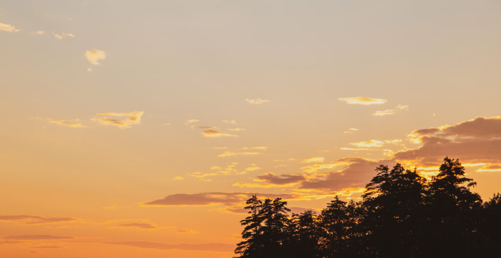 Silhouette Trees and a Sunset Sky