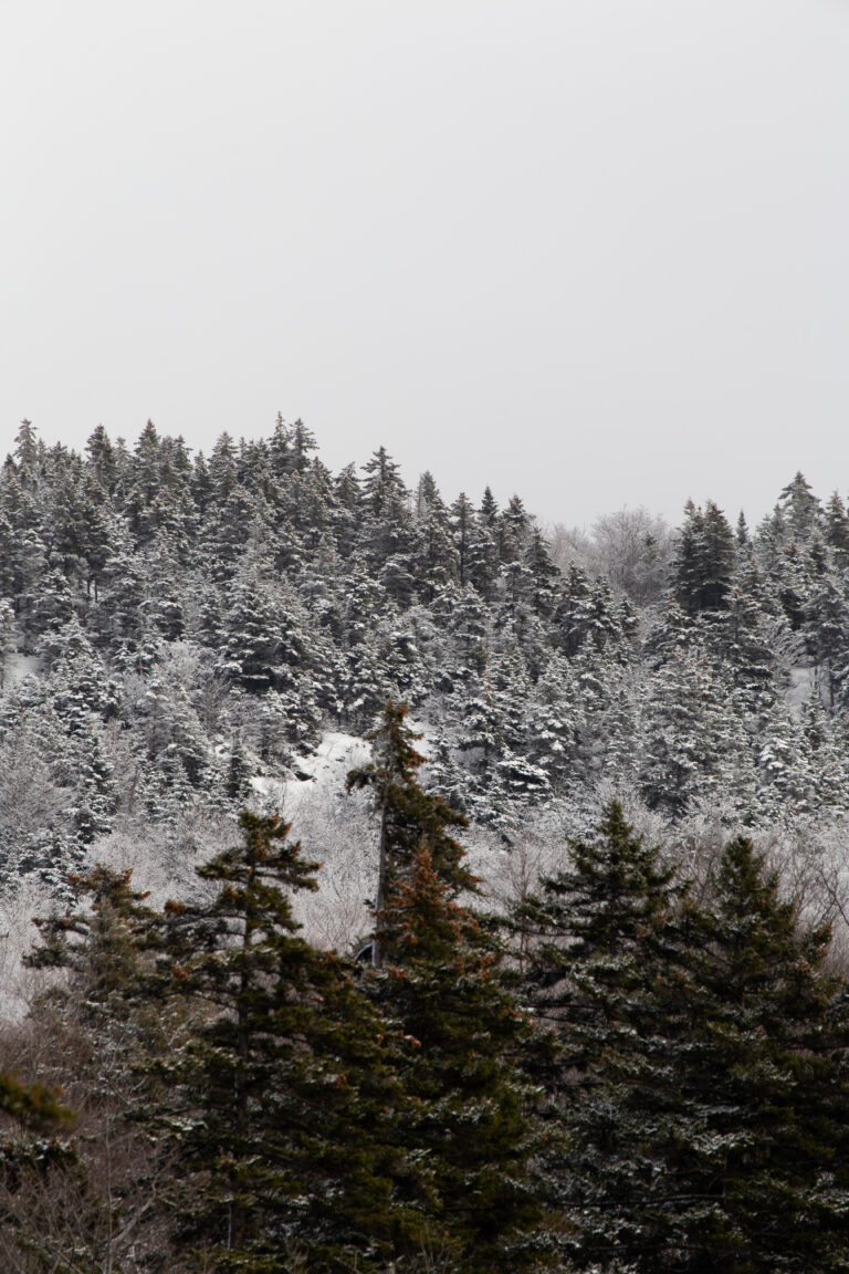 Winter Forest Hike