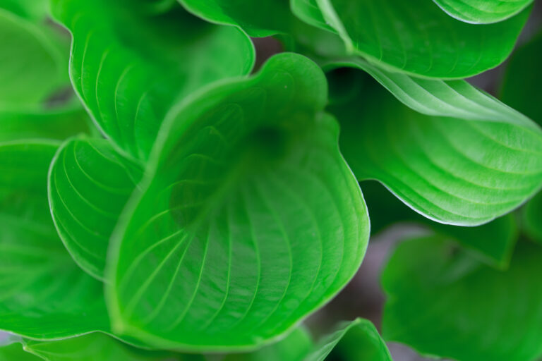 Bold Green Plant Leaves