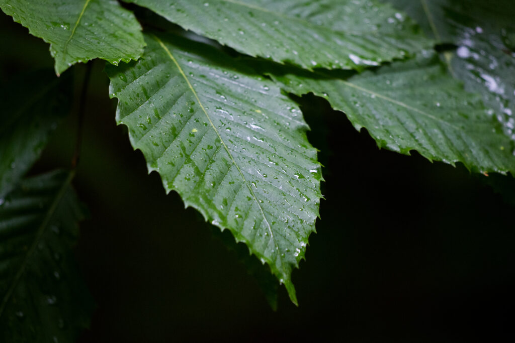 Leaves After Fresh Rain