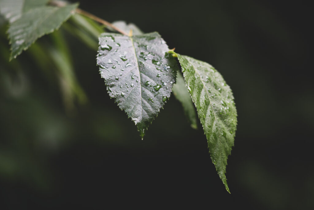 Rain and Leaves Wallpaper