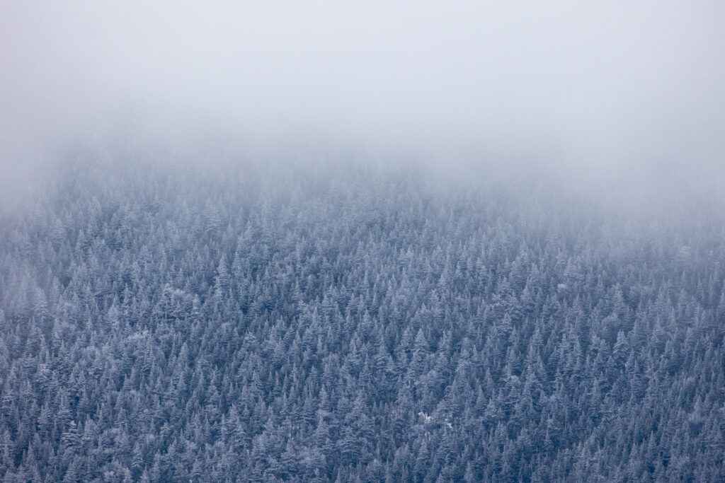 Low Fog Over Winter Trees