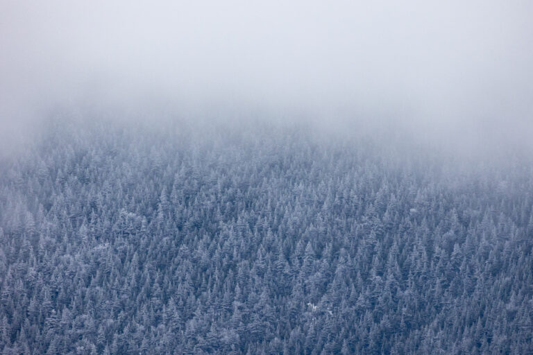 Low Fog Over Winter Trees