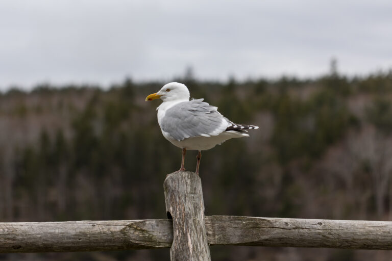 Seagull by the Ocean