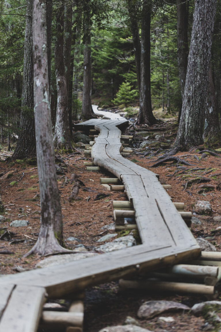 Hiking Path Through the Forest