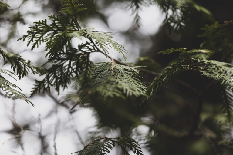 Green Forest