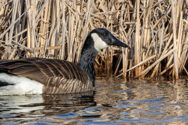 Goose Close-up