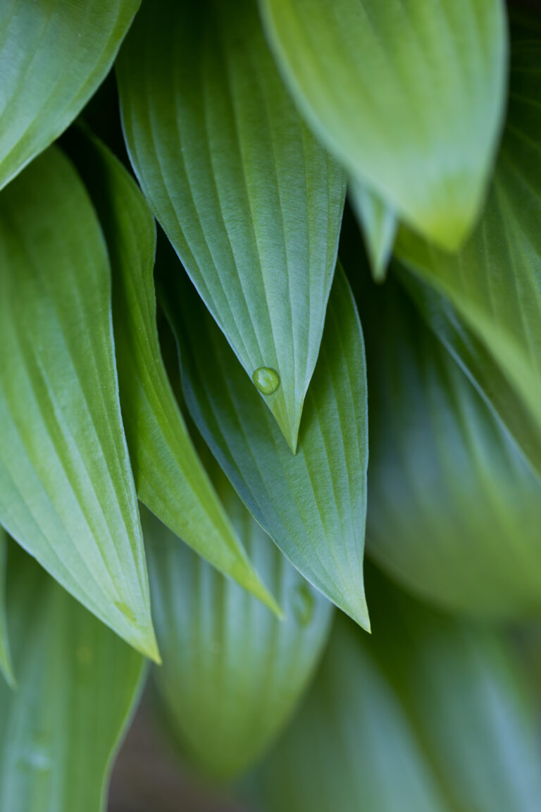 Plant Patterns