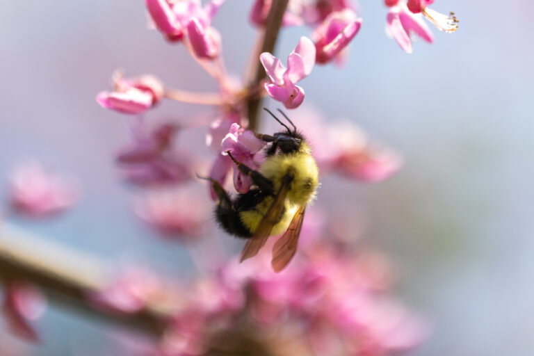 Busy Bee