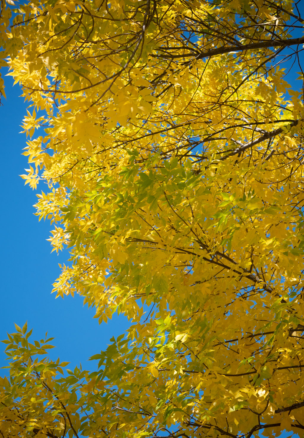 Golden Foliage