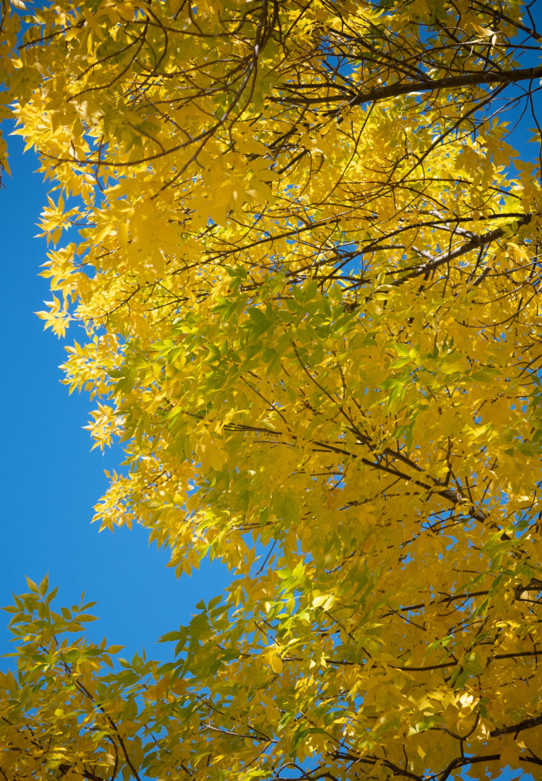 Golden Foliage