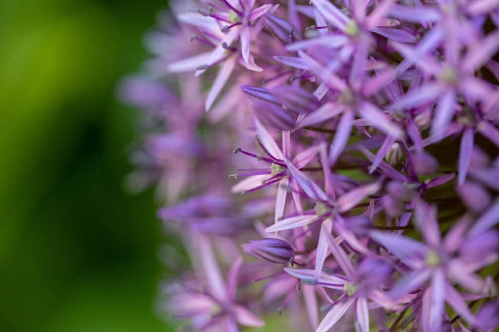 Allium Flower