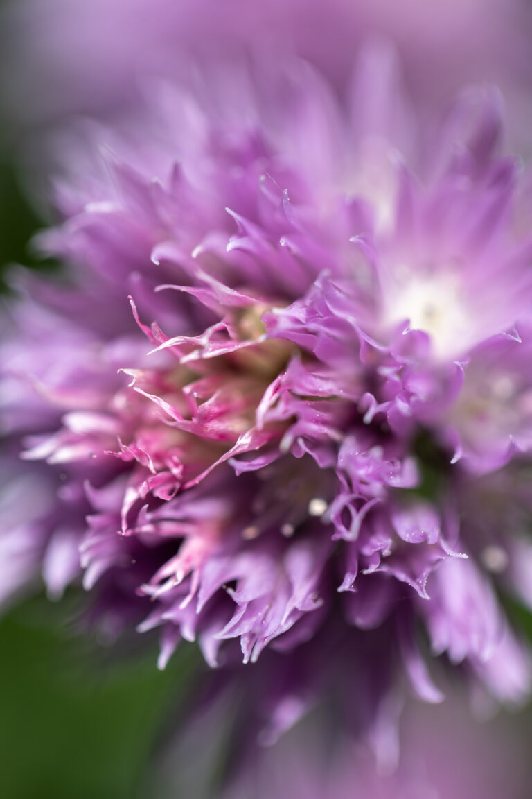 Chives Plant