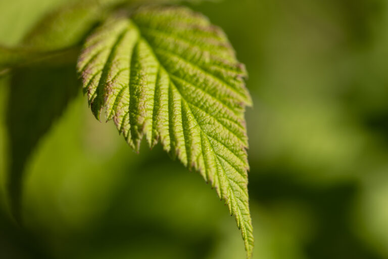 Vibrant Green Leaf